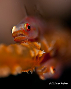 This 2 Gobies was shot in Manado with a Canon 40D. Lens u... by William Loke 